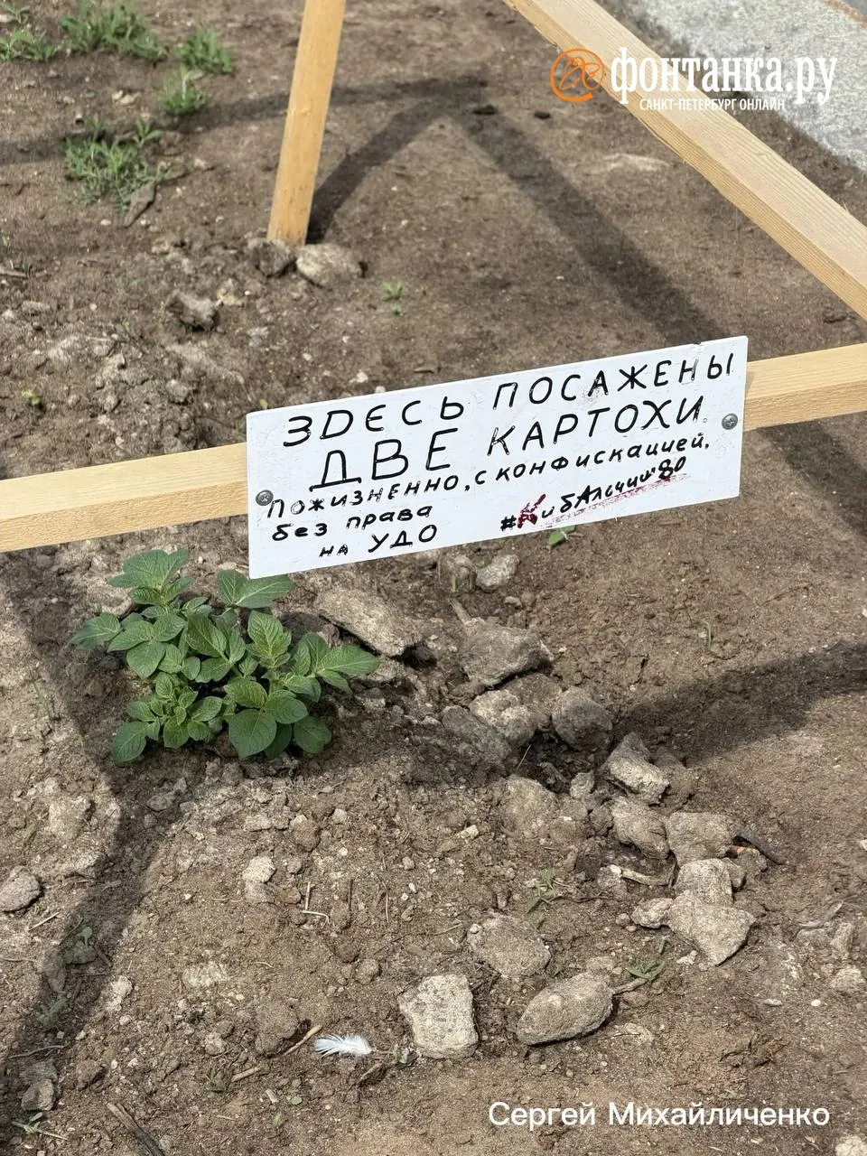 У одного из городских каналов неизвестные установили самодельный забор и табличку рядом с посаженным кустом картофеля.