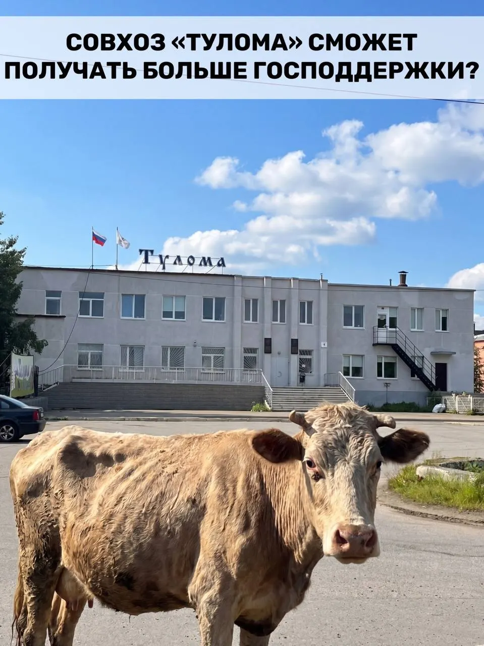 Правила субсидирования молочного животноводства изменили: теперь помощь положена хозяйствам с долей гос или муниципальной собственности свыше 25%. Для Мурманской области это актуально на фоне сообщений о критическом состоянии совхоза «Тулома» — нехватке кормов, долгах и риске потери поголовья.