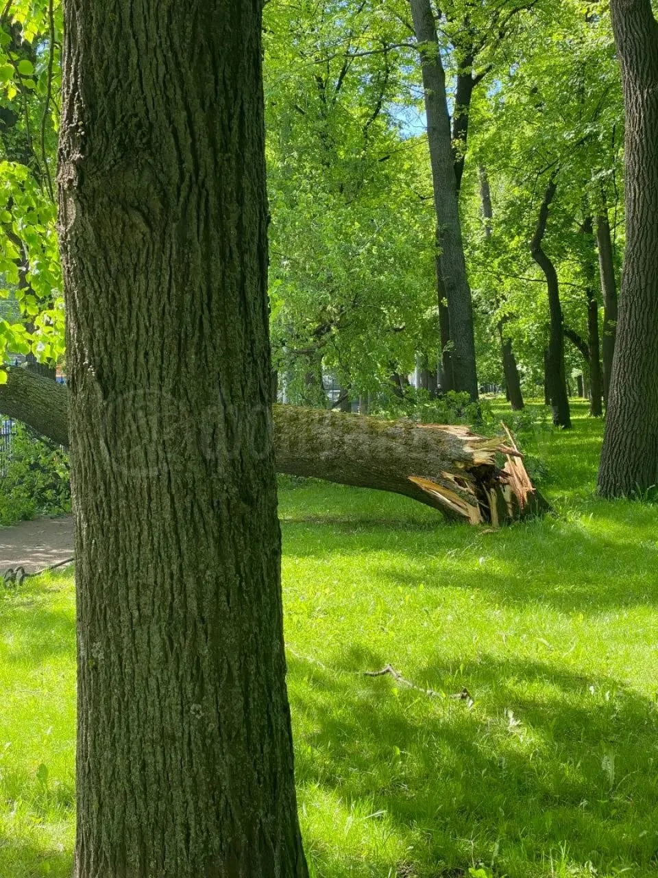 Дерево рухнуло на тротуар у Кирочной улицы. Городские службы работают на месте и убирают ствол и ветви.