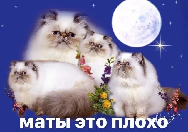 Городская телефонная станция закупит сервис с голосовым ассистентом за 380 млн рублей: робот должен обслуживать не менее 90% звонков в 112 и иметь сценарии для ответов на ругательства.