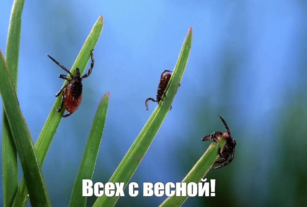 Роспотребнадзор напоминает о важности индивидуальной защиты: репелленты, инсектоакарицидные средства и защитная одежда помогают снизить риск укусов клещей.