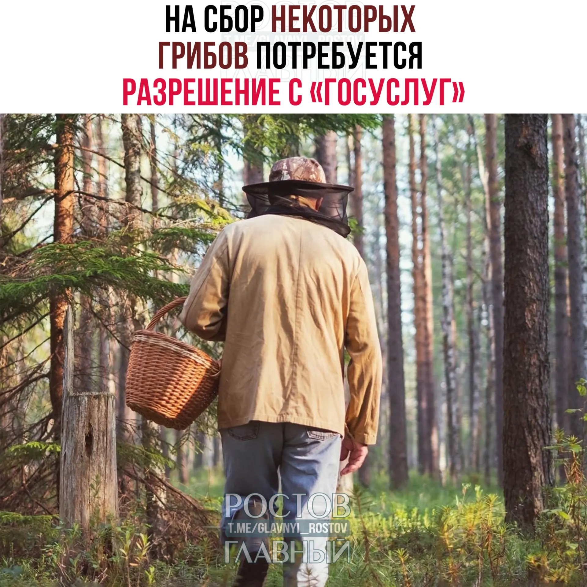 С 1 сентября 2027 года для сбора отдельных редких грибов потребуется разрешение через портал «Госуслуги»: заявку будут рассматривать 15 дней, а за сбор краснокнижных видов без разрешения грозит уголовная ответственность.
