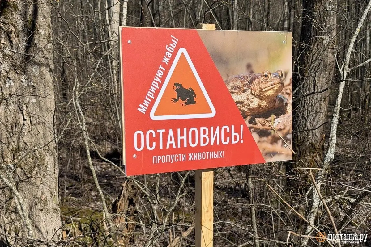 Волонтёры помогают серым жабам переправляться на нерест, но постоянного решения нет: власти называют зверопереход долгосрочной мерой, а стройку откладывают из‑за финансирования и планов по дороге.