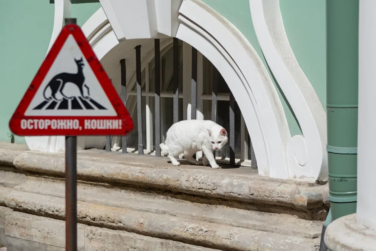 В Эрмитаже проходят праздничные мероприятия в честь подвальных котов: выставки рисунков, викторины, мастер‑классы и «Кошкин дом», который будет открыт 30–31 мая.