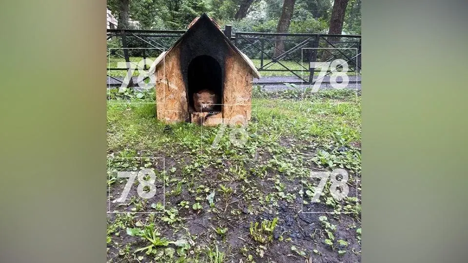 На улице Фрунзе в Санкт‑Петербурге пенсионерка подожгла укрытие для бездомных животных. Пострадавших нет, ущерб оценили в ~5,5 тыс. рублей. Женщину задержали через два дня — ей грозит до пяти лет лишения свободы, сейчас она под подпиской о невыезде.