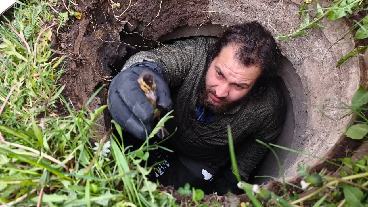 Утёнок упал в сливное отверстие колодца, когда семья уток переходила дорогу к пруду. Прохожие и волонтёры помогли достать птенца и передали его в центр помощи диким животным.