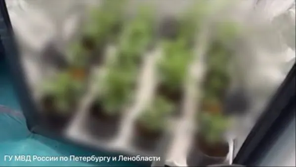 В Красносельском районе и в нескольких арендованных квартирах обнаружили более 10,6 кг марихуаны и оборудование для фасовки. Возбуждено уголовное дело, подозреваемый арестован.