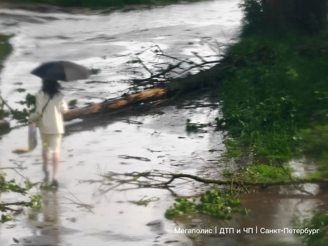 Вечерняя непогода в Санкт-Петербурге стала причиной падения восьми деревьев и повреждения трёх машин. Спасатели восемь раз выезжали на вызовы, сады и парки временно закрыты. Синоптики прогнозируют новую волну гроз 10 июня.