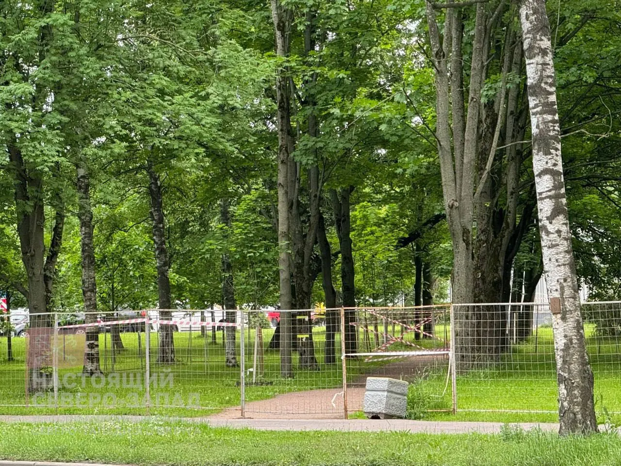 В Стародеревенском сквере на улице Савушкина снесли 48 взрослых деревьев и 46 кустарников. Руководство района называет это частью проекта благоустройства, местные жители подозревают нецелевое расходование средств и опасаются потери зеленой зоны.