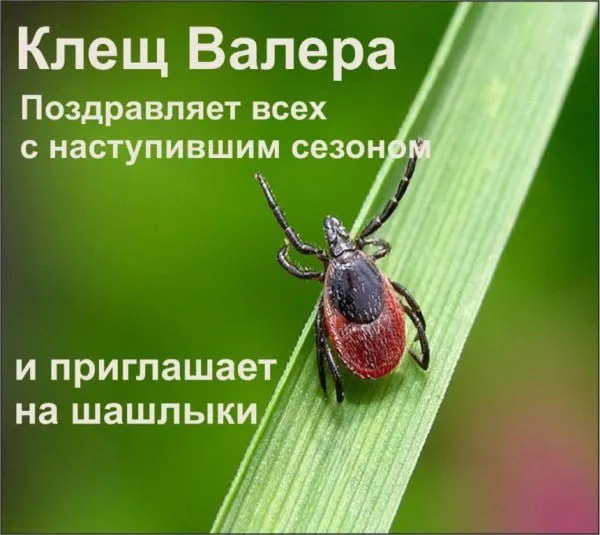 Роспотребнадзор указывает на повышенный риск заражения клещевым вирусным энцефалитом в Карелии и ряде регионов Северо‑Запада; в республике число случаев и обращений в медучреждения заметно выросло.