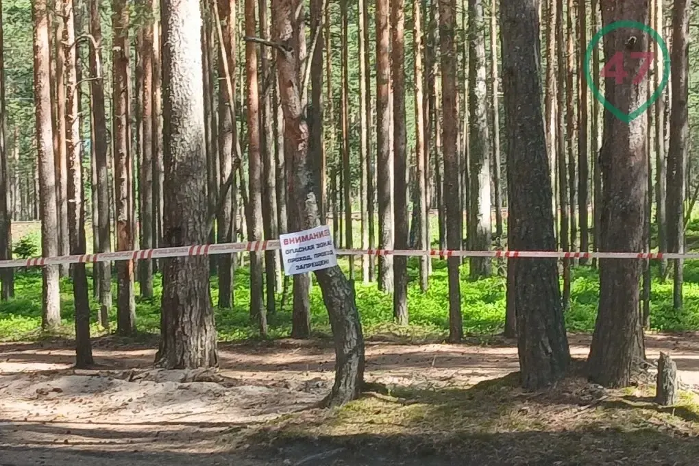 После массированной атаки беспилотников в Ленинградской области на участке дороги 41А‑007 и прилегающей железнодорожной ветке между Большой Ижорой и Лебяжьим идут работы по разминированию; движение по дороге приостановлено, организованы объездные маршруты и автобусы.
