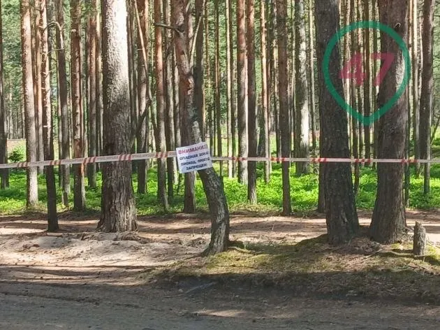 Ночью атакой дронов пострадали районы Большой Ижоры и Соснового Бора. В районе проводятся работы по обезвреживанию взрывоопасных предметов, ограничено движение транспорта и организована эвакуация жителей; власти сообщают о пострадавших и о 144 сбитых беспилотниках.