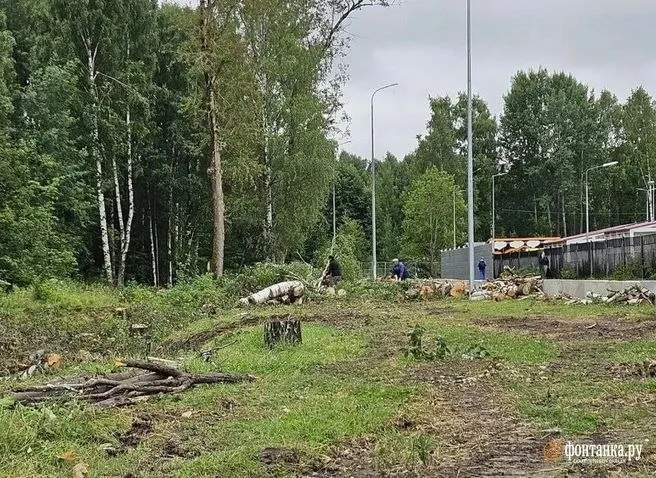 Жители заметили массовую вырубку вдоль западной границы парка Сосновка: по данным реестра, порубочный билет оформлен в марте 2026 года, цель работ — реконструкция улицы и обустройство пешеходной зоны.