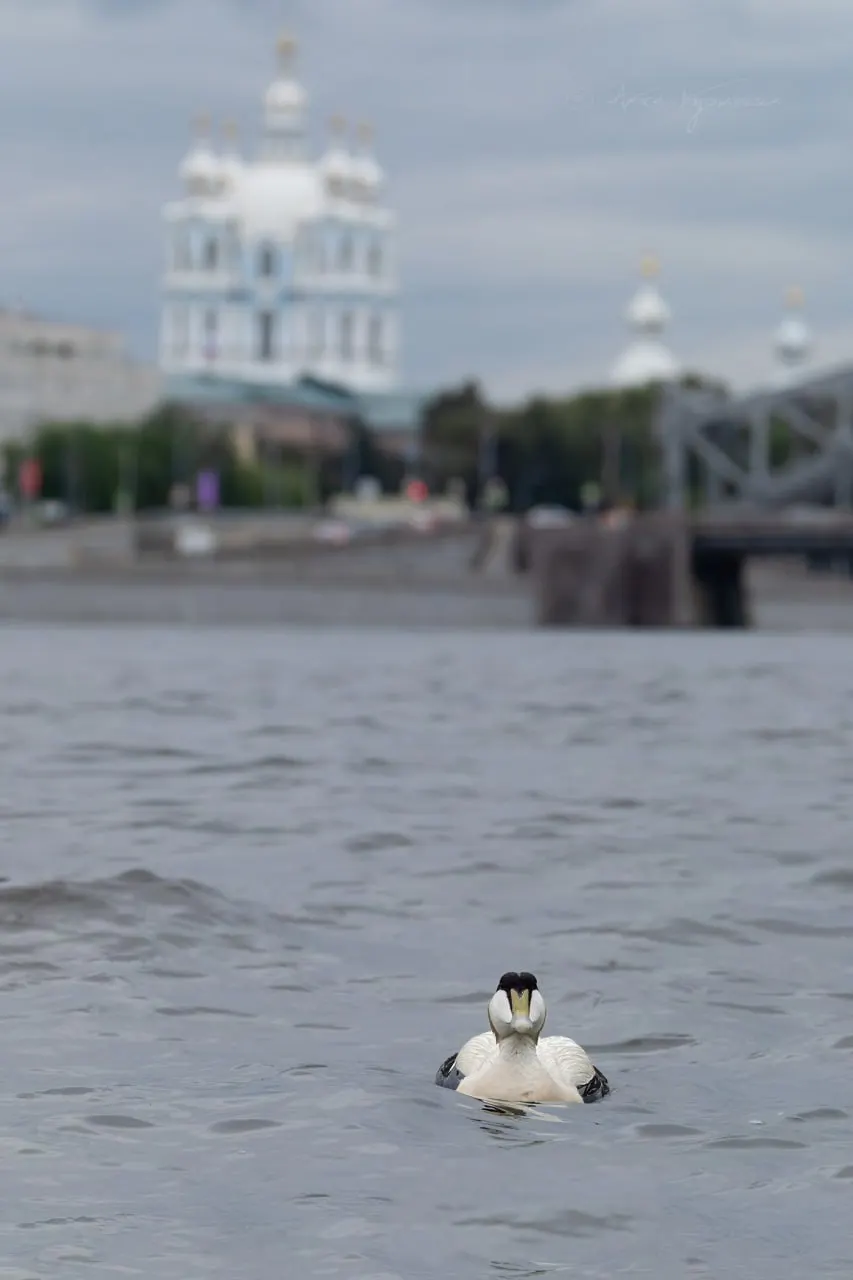 В Петербурге заметили арктическую гагу: птицу сфотографировали на фоне Смольного. Гаги обычно обитают в арктических морях, но иногда заходят в Финский залив и реки региона.