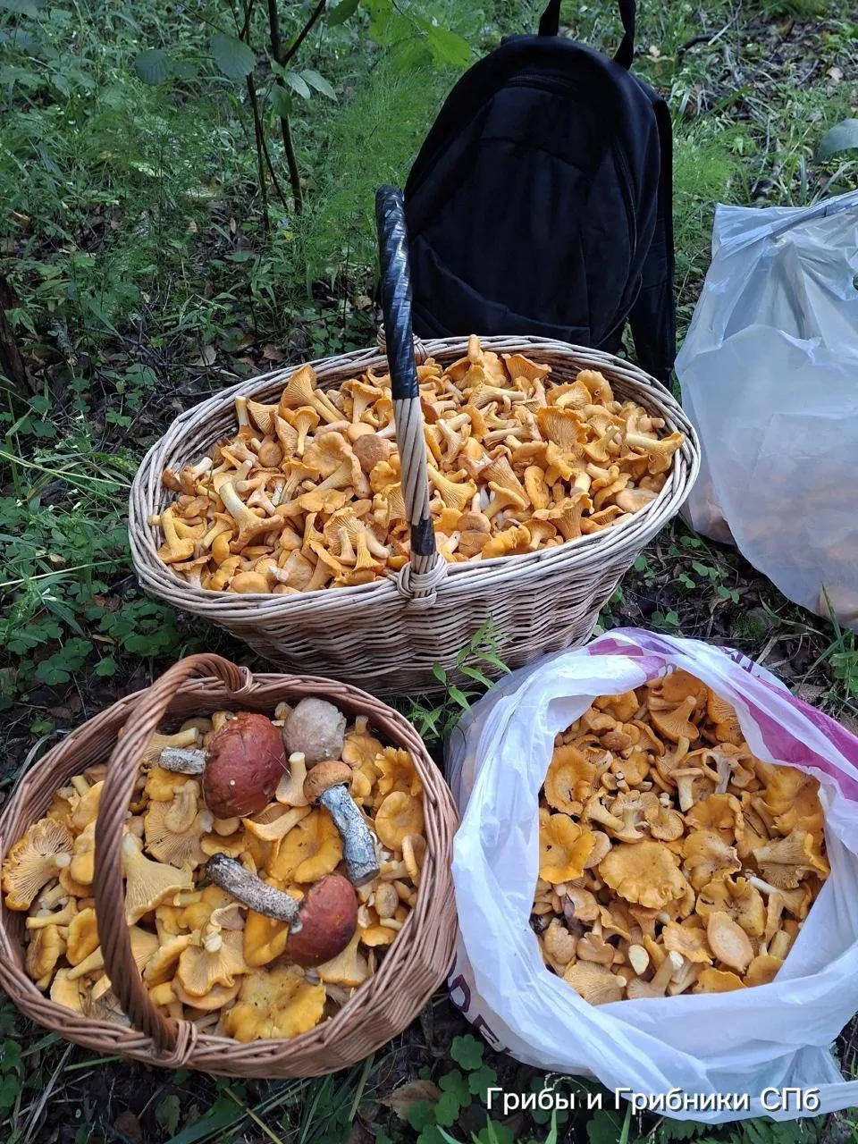 В Выборгском, Приозерском и Всеволожском районах, а также под Ольгино грибники несут полные корзины лисичек. В лесах также отмечают случаи встреч с гадюками — будьте осторожны.
