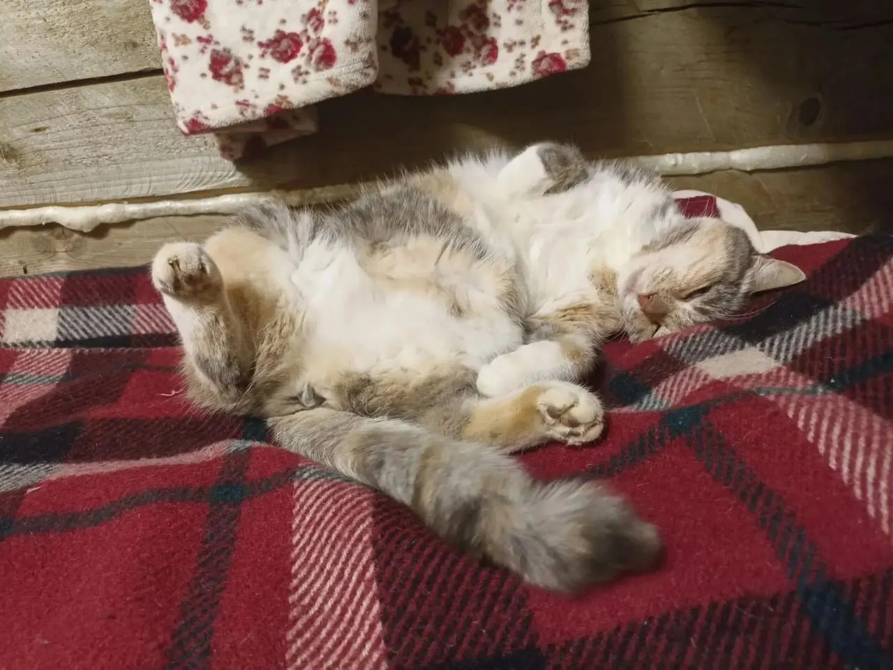 Доля pet‑friendly отелей в Санкт‑Петербурге составляет 25%. Спрос растёт летом, падает к холодам; около 89% гостей с животными возвращаются в те же гостиницы. Для заселения нужен ветеринарный паспорт и прививка от бешенства.