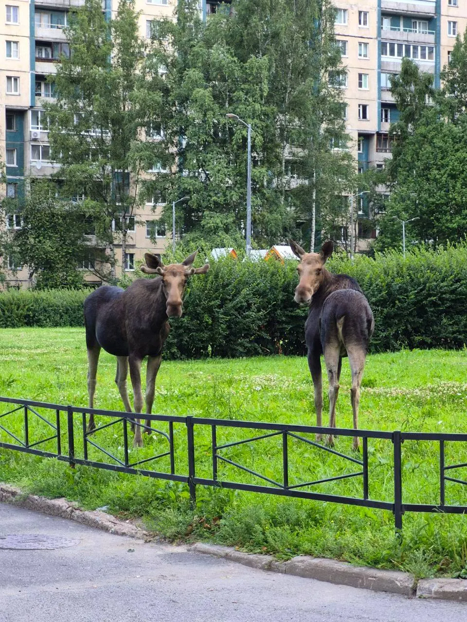 В Приморском районе города сегодня заметили двух лосей — животных видели на проспекте Сизова и на Репищевой улице. В тёплое время года лоси иногда заходят в город; специалистов привлекают для отлова и возвращения их в лес.