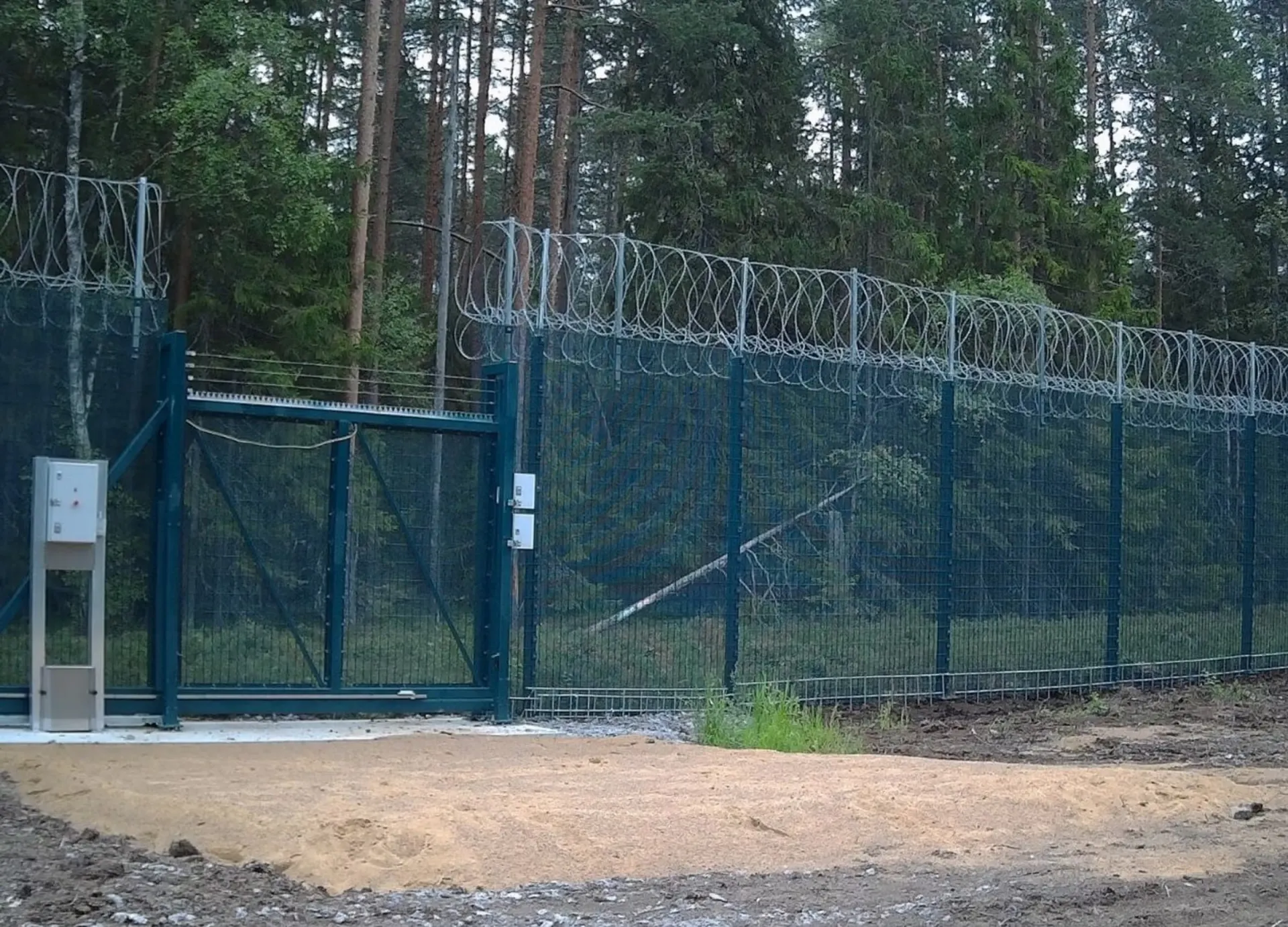 Из‑за вспышки африканской чумы свиней около ста кабанов оказались на границе Финляндии и Ленинградской области; власти обсуждают меры и возможное заграждение, животных подкармливают, чтобы не уходили.