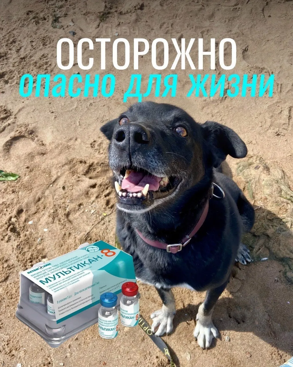 По данным владельцев, прививки сопровождались судорогами, кровавой рвотой, тяжелой диареей и отеками; часть животных погибла.