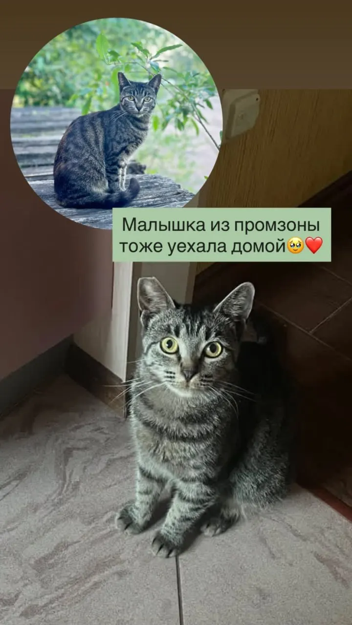 На территории на Софийской, 63, где с 1 августа начнут расчистку под жилой комплекс, жили более 30 бездомных кошек. Волонтёры вывезли часть животных, но свыше десяти «диких» котов остаются в промзоне.