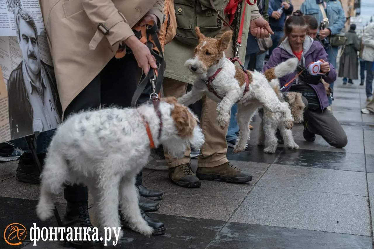 На улице Рубинштейна прошёл яркий фестиваль животных, где зрители увидели парад фокстерьеров и радостную атмосферу города.