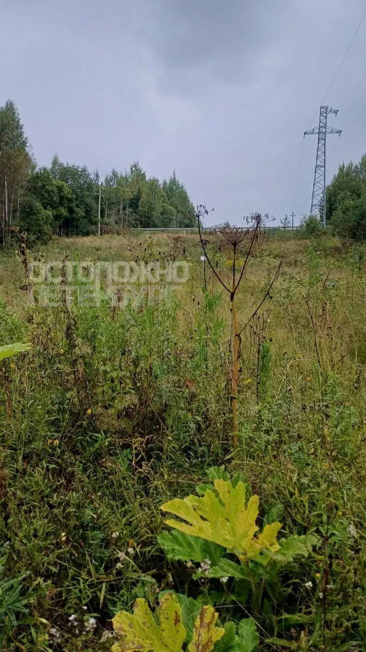 В Ленинградской области вновь обостряется проблема борщевика: заросли встречаются в лесах, на полях и вдоль дорог, жители требуют оперативных мер от местных властей.