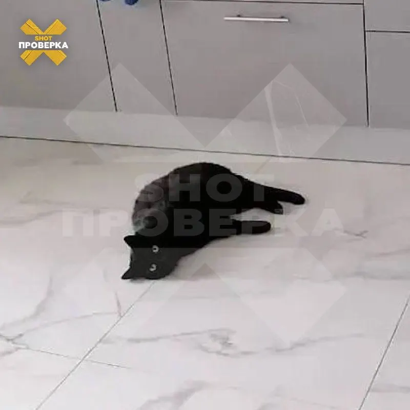 Счёт за выезд ветеринара составил 65,6 тыс. ₽; стоимость отдельных процедур заранее не озвучивали, базовый осмотр разбили на множество платных пунктов.