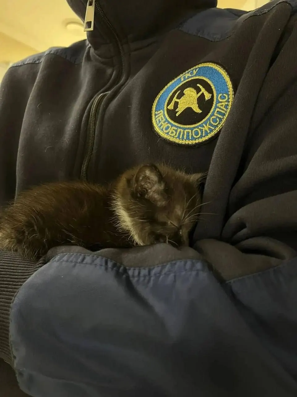 Пожарные спасли 13 кошек: 3 котёнка и 10 взрослых животных; часть зверей передано в клинику, волонтёры помогают найти им новые дома.